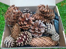 20 Coni di Abete e Abete