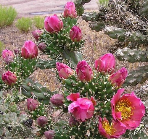 Opuntia imbricata hardy - imbricata,,