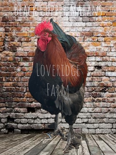 Black copper marans - black,