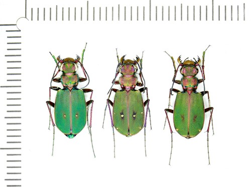 Cicindelidae cicindela - cicindelidae,,