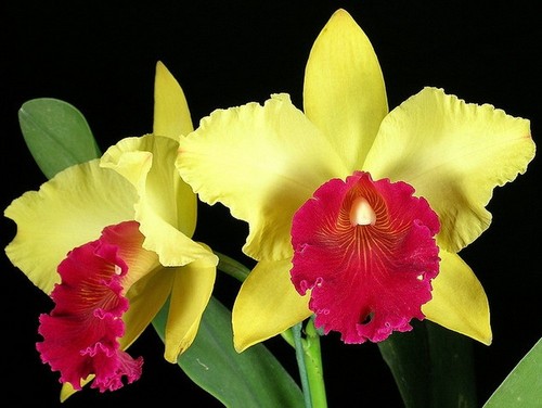 Cattleya blc almakee - cattleya, blc.