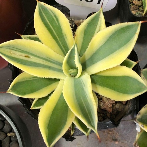 Agave