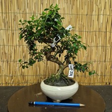 Bonsai olivastro 31cm - di, h
