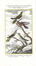 Stampa antica UCCELLI COLIBRI'
