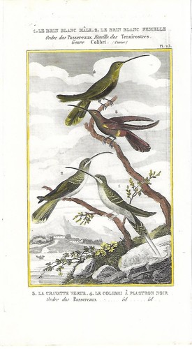 Stampa antica uccelli colibri - uccelli, colibri'