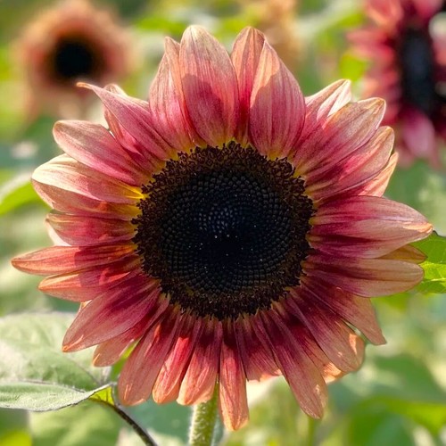 Semi girasole eclissi - di,