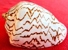 Conchiglia Voluta Nobilis