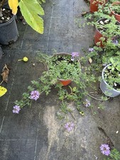 10 Piante Di Verbena Hybrida