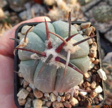 Echinocactus horizonthalonius