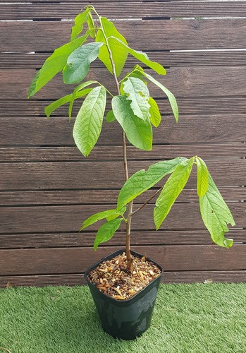 Asimina triloba prima plant - prima,,