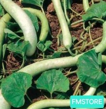 20 SEMI DI ZUCCA ZUCCHINA