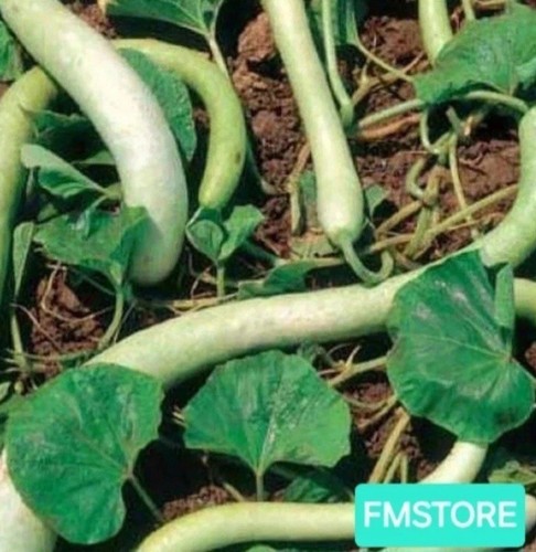 Semi zucca zucchina - semi,