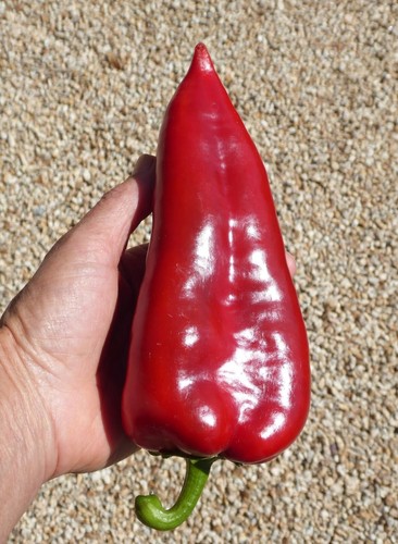 Peperoncino dolce ajvarski - dolce,