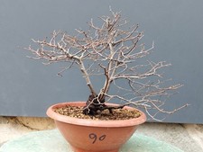 Bonsai Olmo Campestre 37x10cm