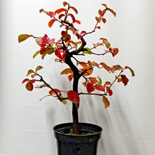 Bonsai di Pseudocydonia