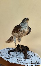 trofeo di caccia esemplare falco sparviero vecchia tassidermia 1943 conservato