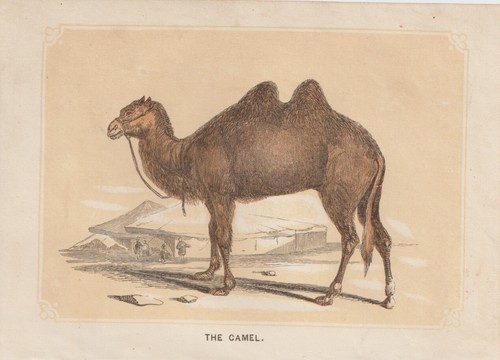 Cammello battriana camelus - cammello, (camelus