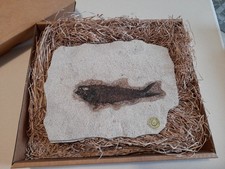 Fossile Geolinea - certificato