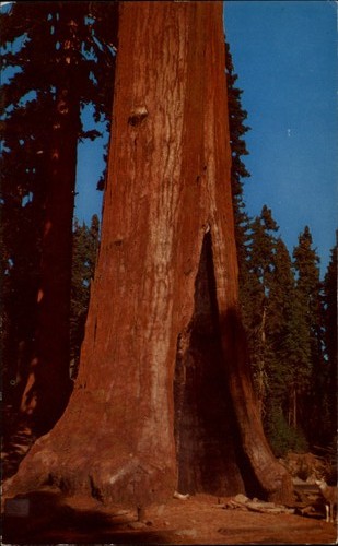 Sentinella albero sequoia - albero,