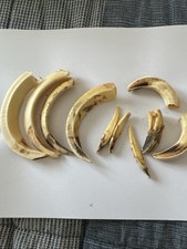 DENTI  ZANNE di CINGHIALE