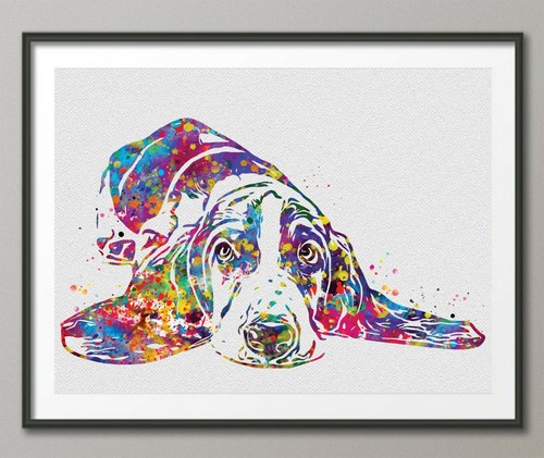 Basset hound dog - hound,