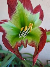 Hippeastrum papilio hyb. n16 x