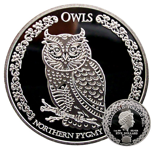 Northern pygmy owl 2021 - pygmy,