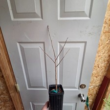 Grafted Pawpaw Tree (Asimina