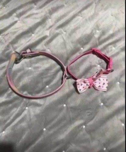 Collari pettorina guinzaglio - collari,