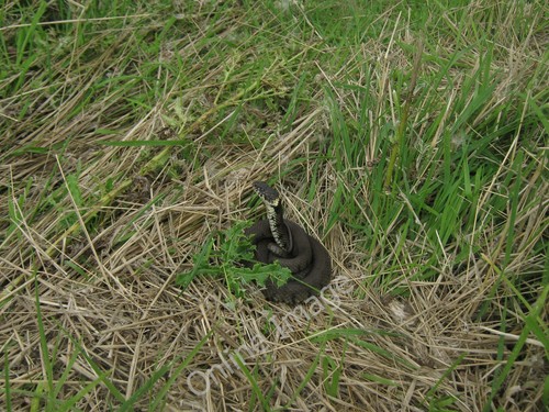 Photo 12x8 grass snake natrix - 12x8,