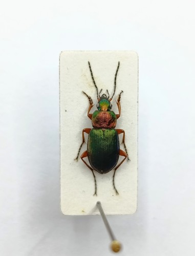 Entomology taxidermy - entomology,