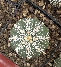 Astrophytum asterias super - cv,