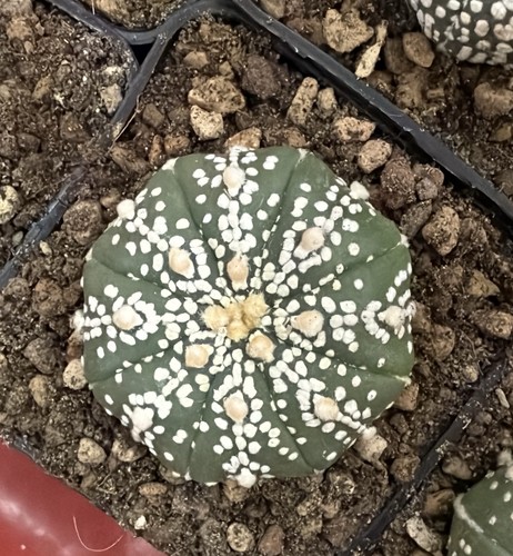 Astrophytum asterias super - astrophytum,