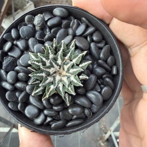 Pianta cactus succulenta - di,