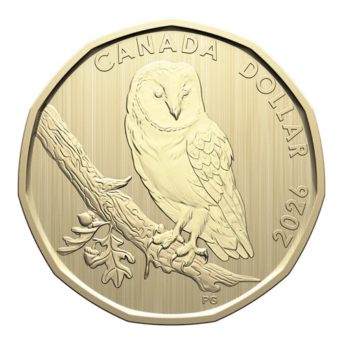 2026 barn owl - 🇨🇦,