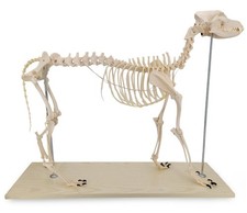 Scheletro cane grande modello