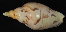 VOLUTA FULGETRUM  - BIG - AND