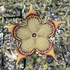 Edithcolea grandis 4" Persian