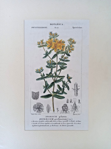 Stampa antica botanica iperico - antica,
