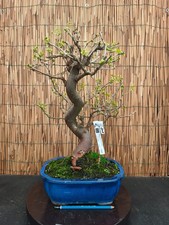 Bonsai di Gelso h 50cm Visita