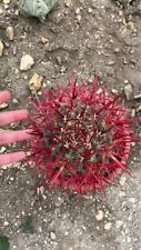 Ferocactus Stainesi Cactus Natale  ( Mexico ) Spine Rosse Vaso 18 Cm
