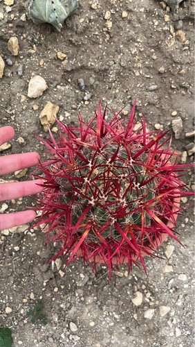 Ferocactus stainesi cactus - ferocactus,