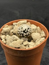 Mammillaria luethyi pot - luethyi,