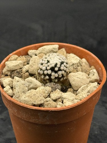 Mammillaria luethyi pot cm - pot,