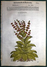 Stampa antica MATTIOLI MATTHIOLI erbario ETHIOPIDE botanica 1585 Antique print