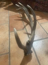 Palco corno o trofeo di cervo singolo sette punte per arredo o artigianato