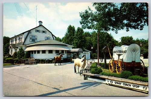 Cartolina epoca black steer - cartolina,
