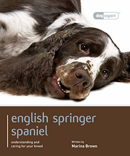 English springer spaniel - springer, dog