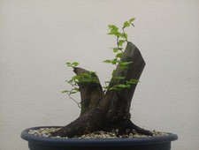 Bonsai xxl carpino - xxl,