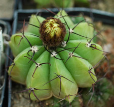 Notocactus acutus SEEDS -  -